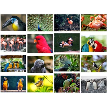 Diy Elmas Boyama Kuşlar Papağanlar Çapraz Dikiş Kitleri Tam Kare Elmas Hayvan Mozaik Desen Hediye Elmas Nakış